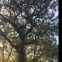 Marche rapide au bois de Pau