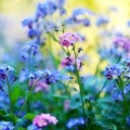 forget-me-not-5143015_640